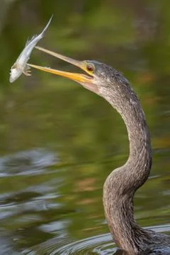 Anhinga with Mojorra Fish Stock Photos