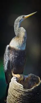 Anhinga on palm trunk Stock Photos