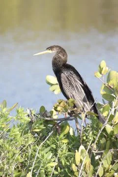 Anhinga on a perch Stock Photos