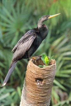 Anhinga on a perch Stock Photos