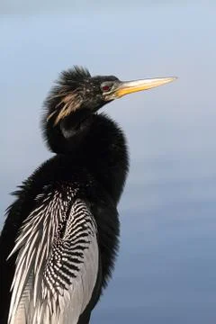 Anhinga on a perch Stock Photos