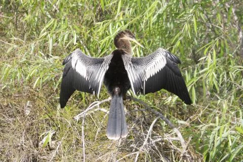 Anhinga on a perch Stock Photos