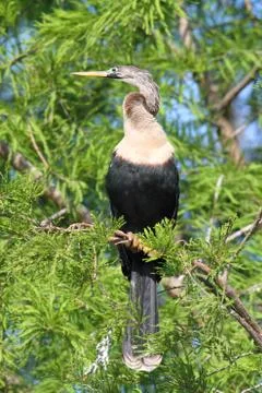 Anhinga on a perch Stock Photos