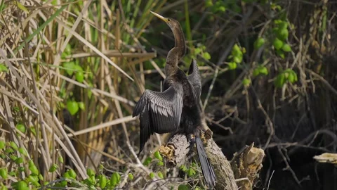Anhinga Perched on Branch Drying Off Stock-Footage 277461561