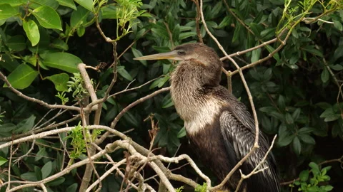 Anhinga Perched on Branch Stock Footage 316423754