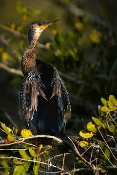 Anhinga Perched on Branch in Sunlight Foto stock