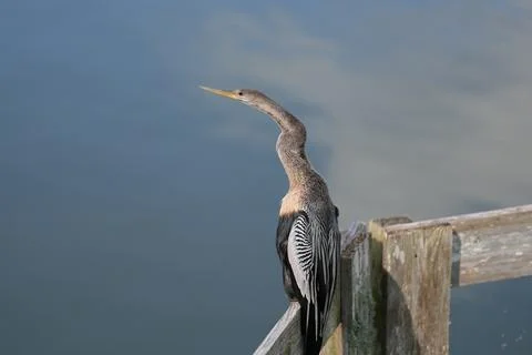 Anhinga Perched Stock Photos