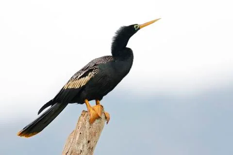 Anhinga Perched on a Stump - Panama Stock Photos