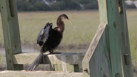 Anhinga perched while spreading wings 스톡 동영상 130225286