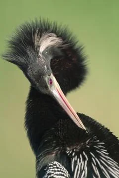 Anhinga Stock Photos