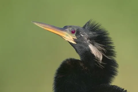Anhinga Stock Photos