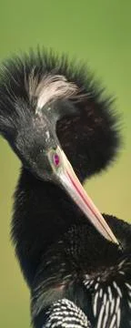 Anhinga Stock Photos