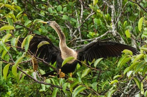 Anhinga Foto stock