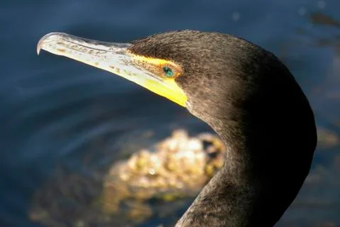 Anhinga Stock Photos
