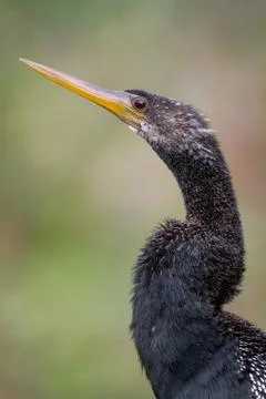 Anhinga Stock Photos