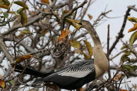 Anhinga 写真素材