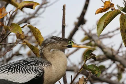 Anhinga Stock Photos