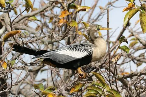Anhinga Stock Photos