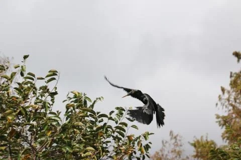 Anhinga Stock Photos
