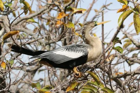 Anhinga Stock Photos