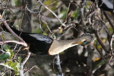 Anhinga Stock Photos