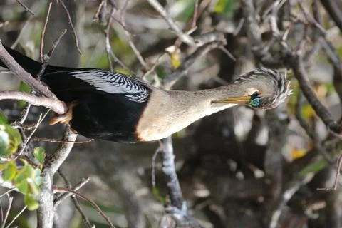 Anhinga Stock Photos