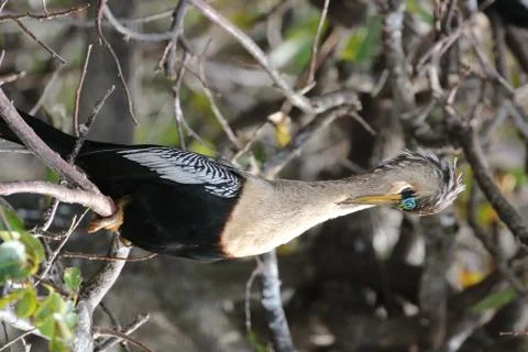Anhinga Stock Photos