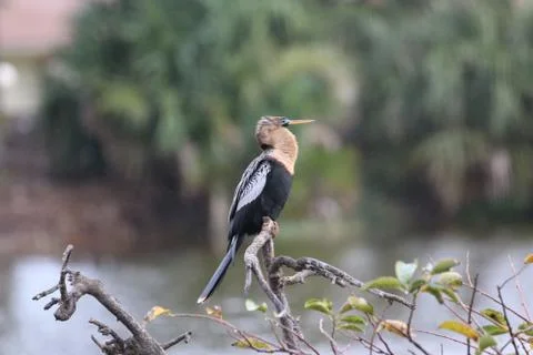 Anhinga Stock Photos
