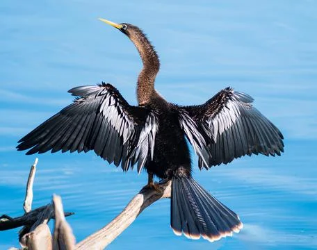 Anhinga Stock Photos
