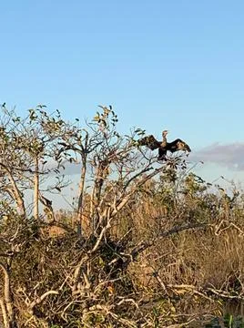 Anhinga Stock Photos