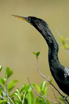 Anhinga Portrait Stock Photos