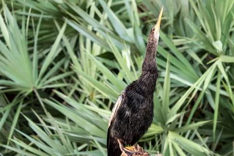 Anhinga Posing in Florida Wetlands Stock Photos