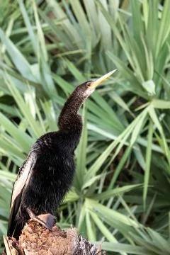 Anhinga Posing Foto stock