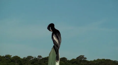 Anhinga preening Stock Footage 27305692