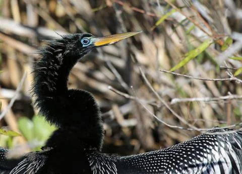 Anhinga Profile Stock Photos