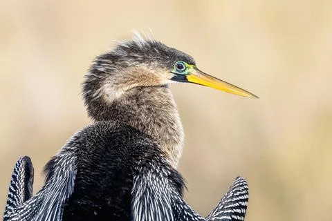 Anhinga Profile Stock Photos