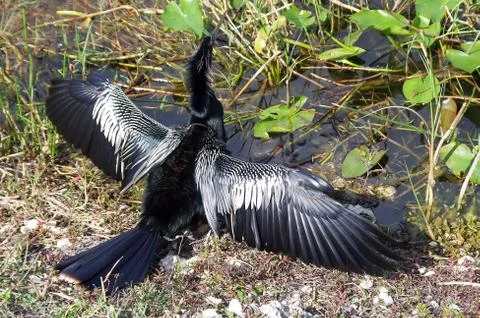 Anhinga snake bird Stock Photos