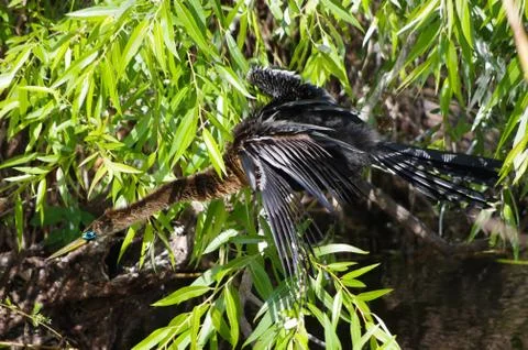 Anhinga snake bird Stock Photos