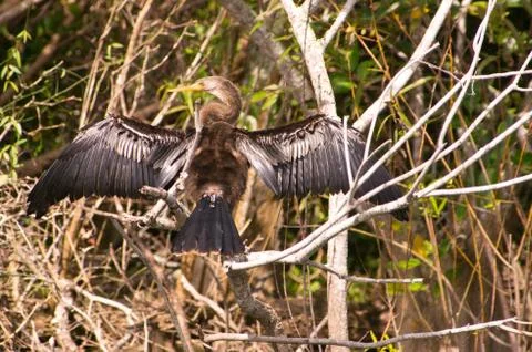 Anhinga Speading Wings Stock Photos