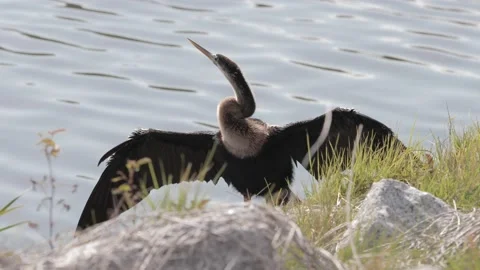 Anhinga spreading and sunning wings by water 스톡 동영상 130225244