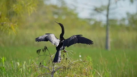 Anhinga Sunbathing Stock Footage 273187735