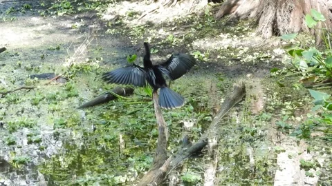 An Anhinga in the swamp, sunning its beautiful wings Stock Footage 340368926
