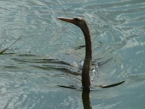 Anhinga Swimming Stock Photos