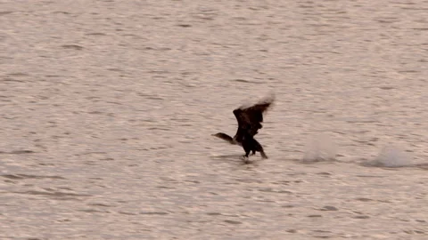 Anhinga taking off from the water Stock Footage 151126203
