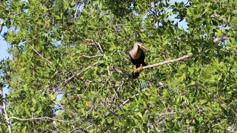 Anhinga on a tree branch at Blue Hole, Big Pine Key Stock Footage 167671745