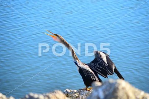Anhinga Tropical Bird Stock Photos