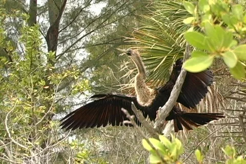 Anhinga ("water turkey") Vídeo Stock 158363