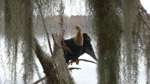 Anhinga (Water Turkey) Posing on Moss-Covered Trees, 4K Stock Footage 71750216