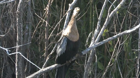 Anhinga in the woods Stock Footage 6530887