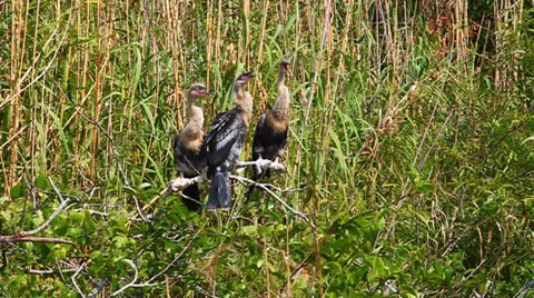 Anhingas in the Everglades Stock-Footage 26075345